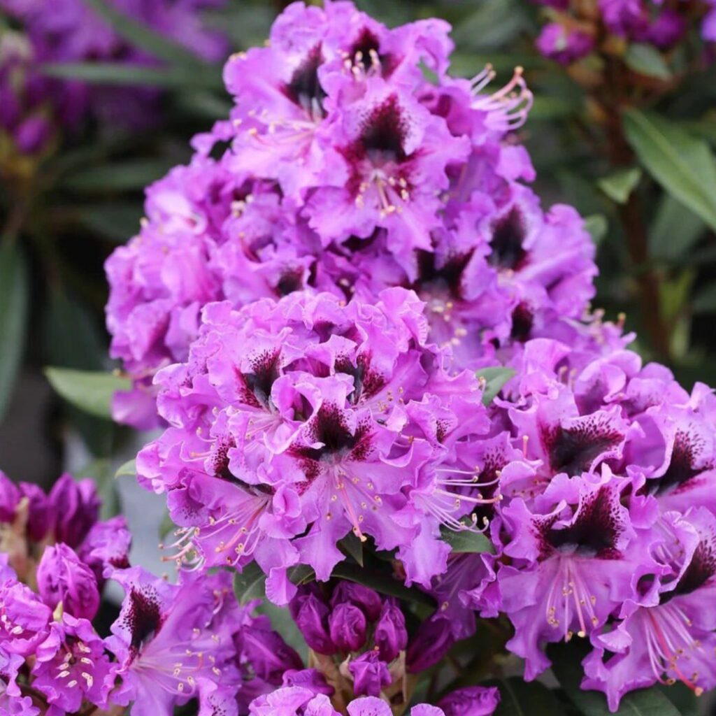 Lila havasszépe (Rhododendron 'Blue Jay')