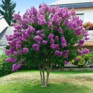Lila kínai selyemmirtusz (Lagerstroemia indica 'Powhatan')