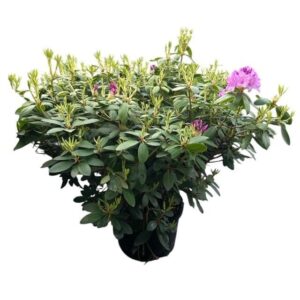 Lila virágú havasszépe (Rhododendron 'Catawbiense Grandiflorum')