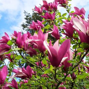 Liliomfa
