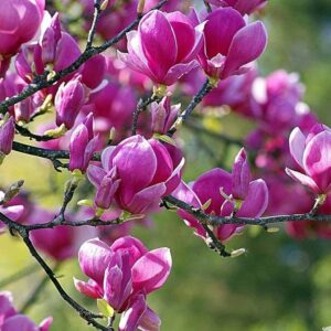 Liliomfa (Magnolia 'Black Tulip')