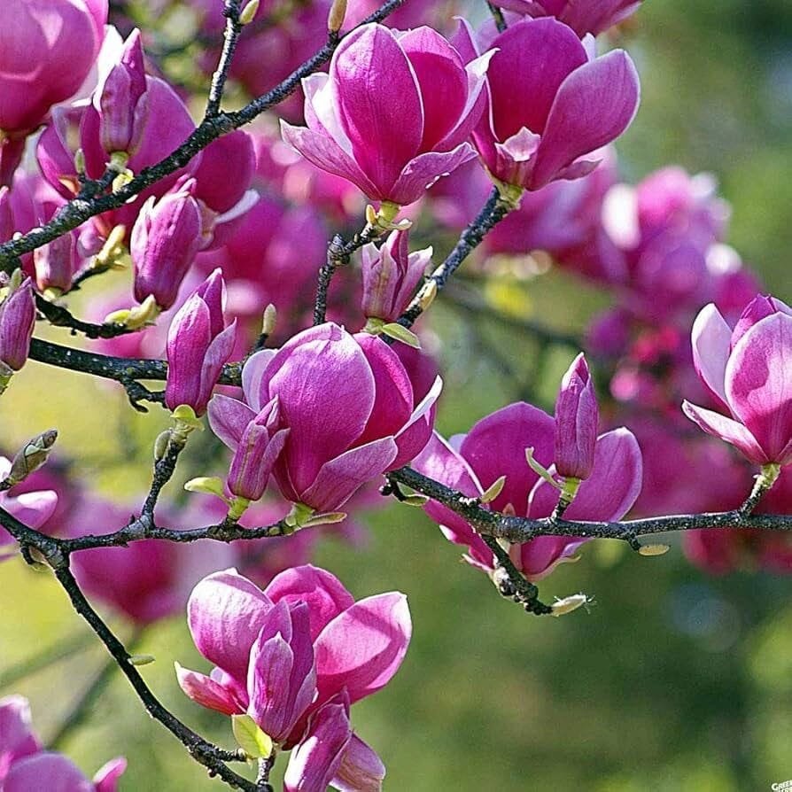 Liliomfa (Magnolia 'Black Tulip')