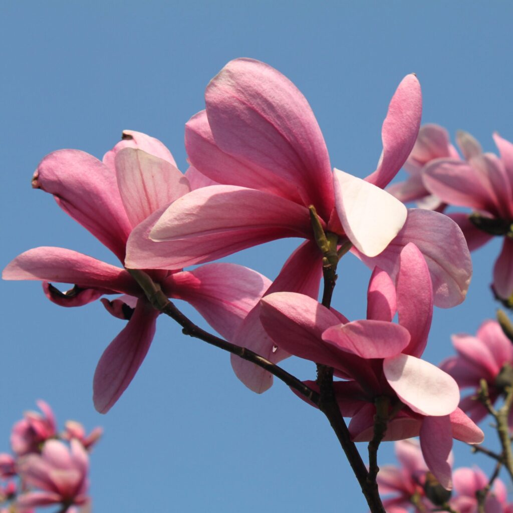 Liliomfa (Magnolia 'Galaxy')