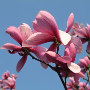 Liliomfa (Magnolia 'Galaxy')