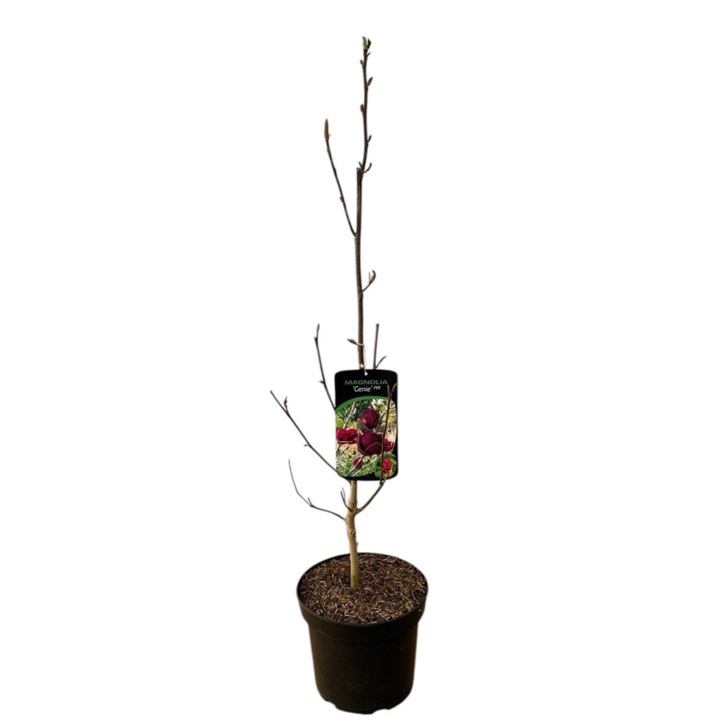 Liliomfa (Magnolia 'Genie')