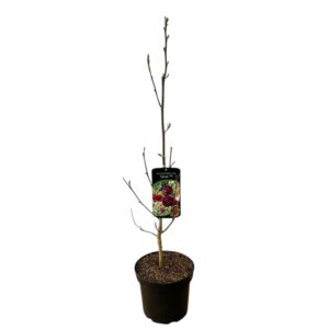 Liliomfa (Magnolia 'Genie')