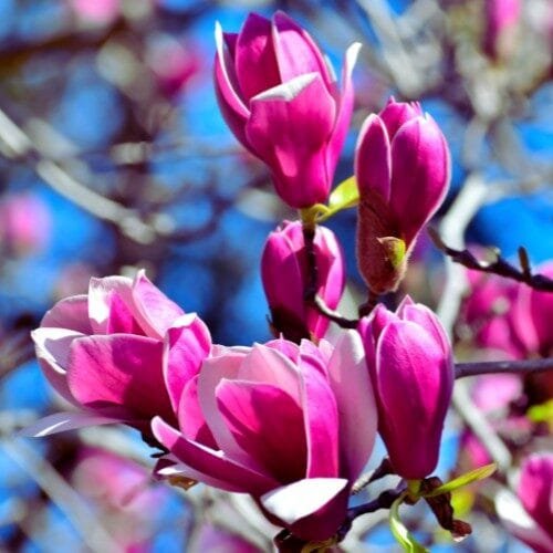 Liliomfa (Magnolia 'Genie')