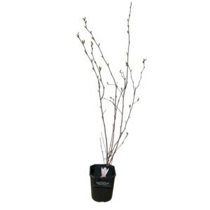 Liliomfa (Magnolia 'George Henry Kern')
