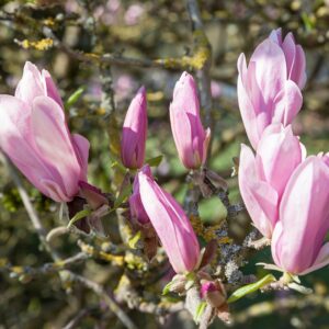 Liliomfa (Magnolia 'George Henry Kern')