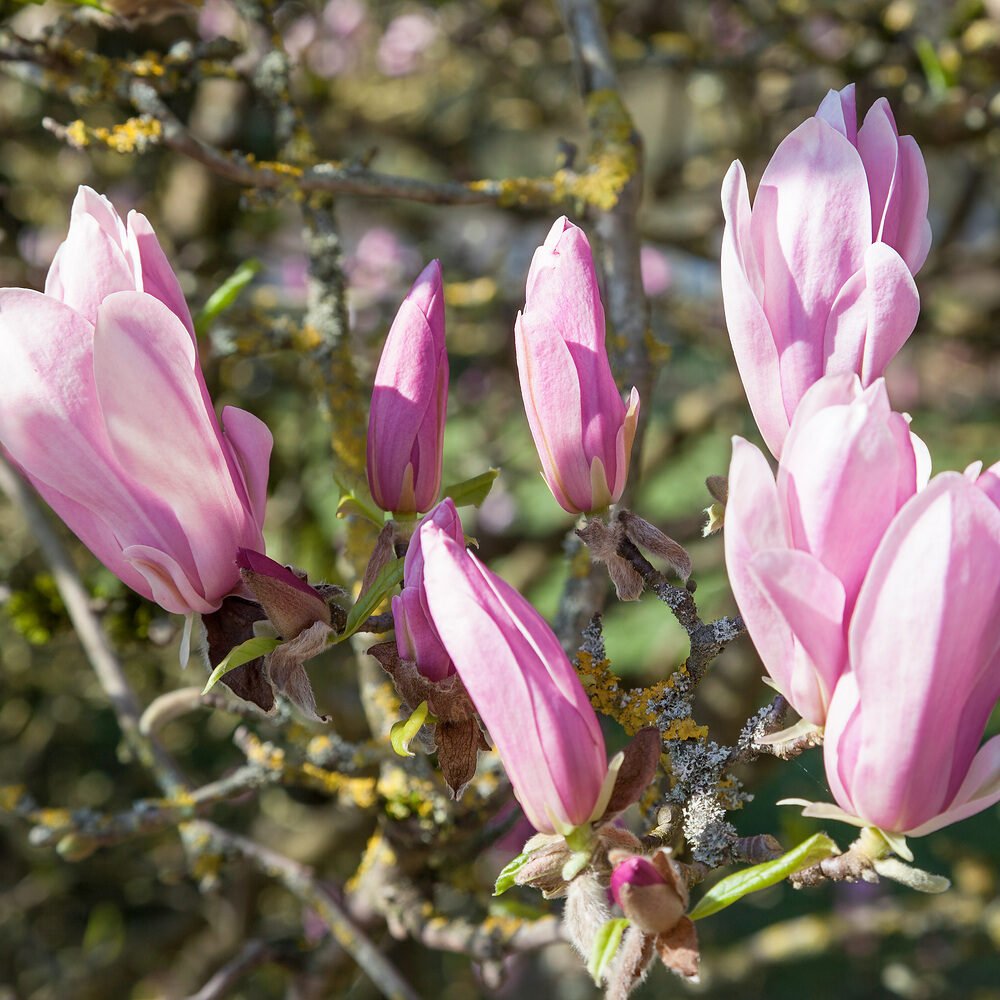 Liliomfa (Magnolia 'George Henry Kern')