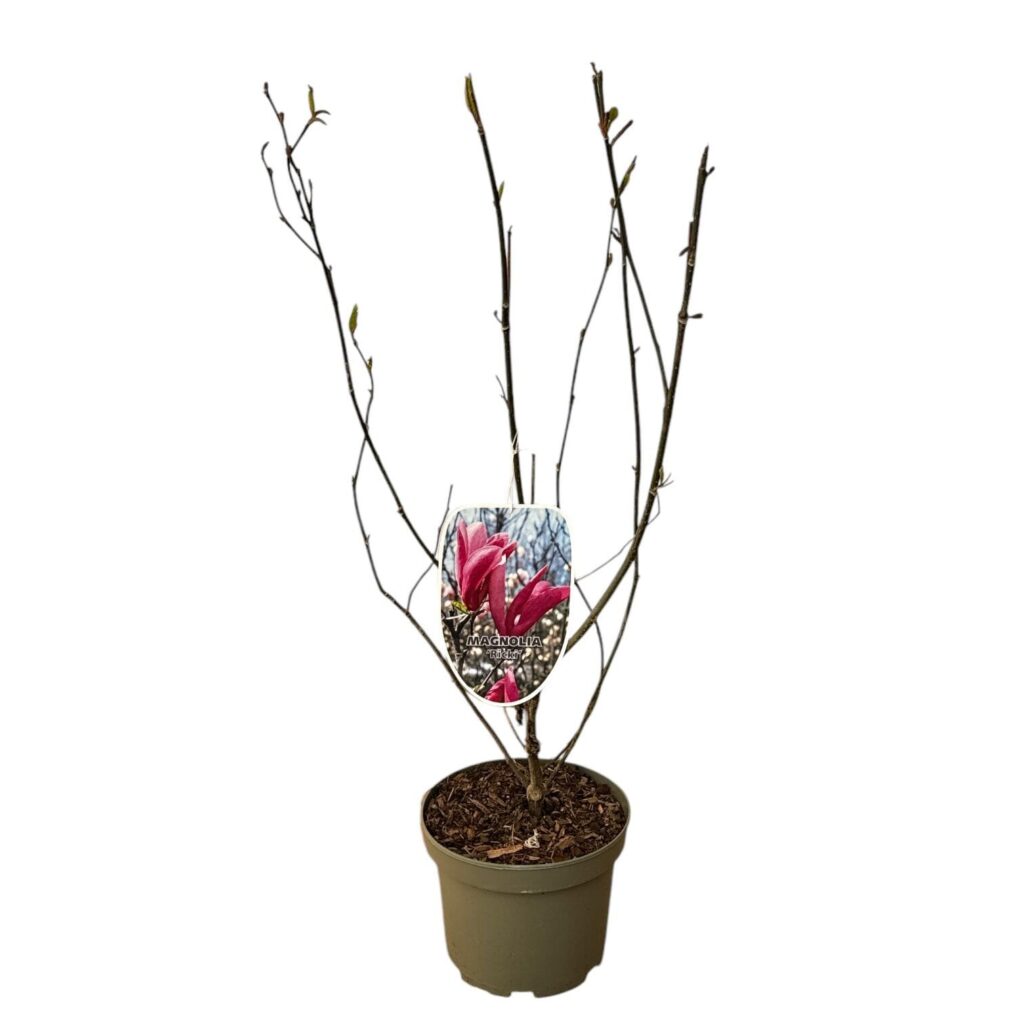 Liliomfa (Magnolia 'Ricki')