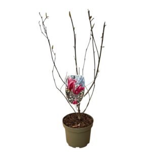 Liliomfa (Magnolia 'Ricki')