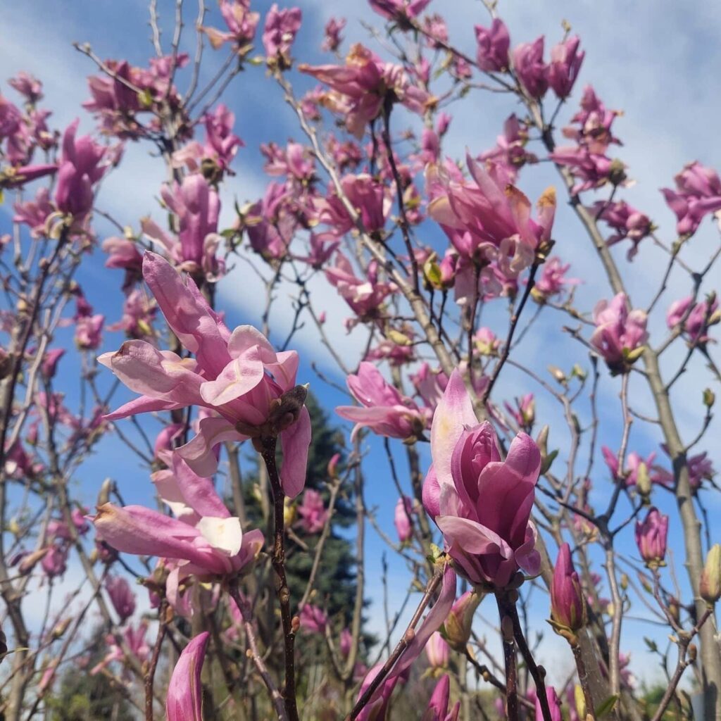 Liliomfa (Magnolia 'Ricki')