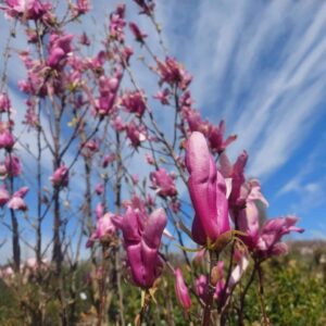 Liliomfa (Magnolia 'Ricki')