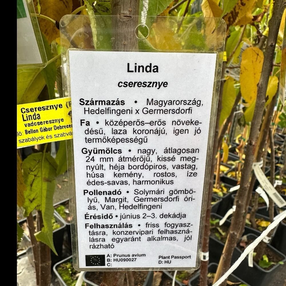 Linda cseresznye (Prunus avium 'Linda')