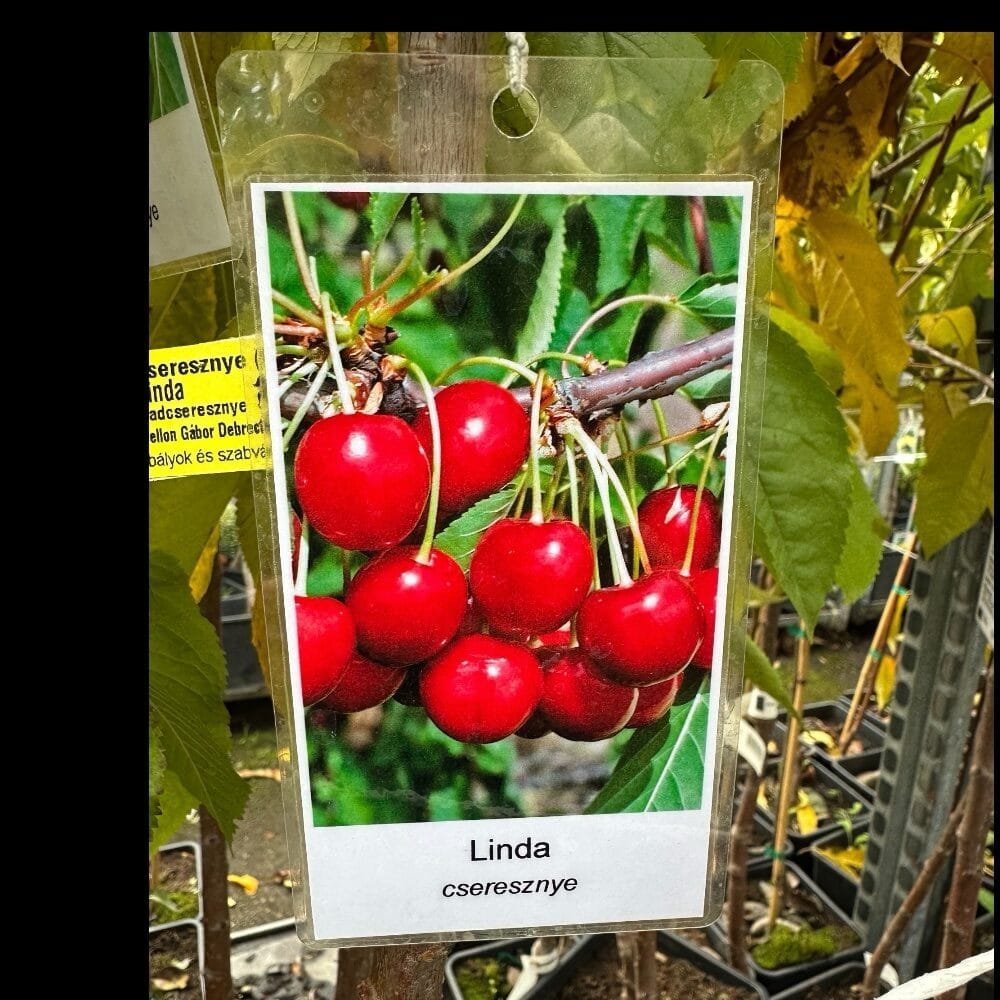 Linda cseresznye (Prunus avium 'Linda')