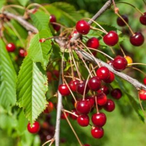 Linda cseresznye (Prunus avium 'Linda')
