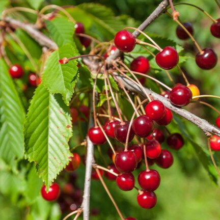 Linda cseresznye (Prunus avium 'Linda')