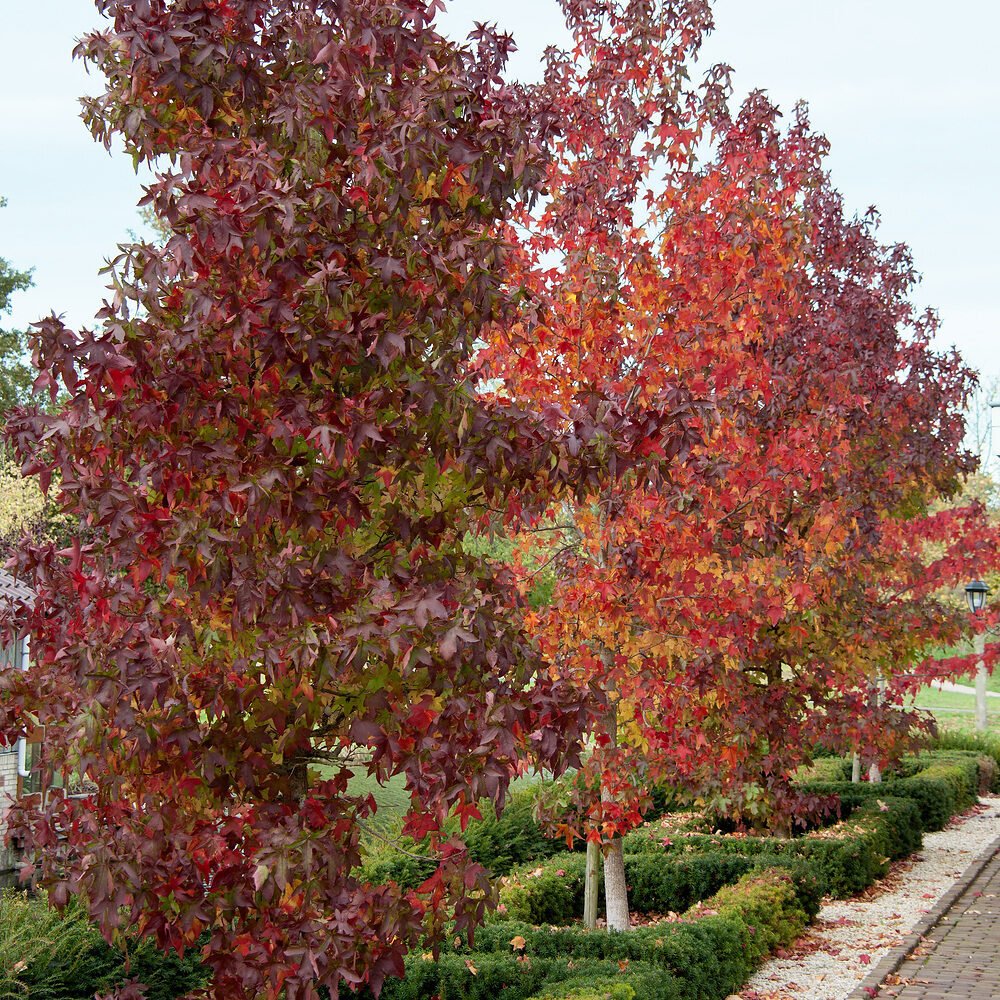 Liquidambar styraciflua