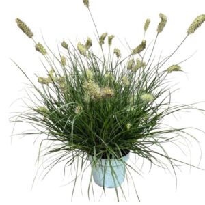 Little Bunny tollborzfű (Pennisetum alopecuroides 'Little Bunny')