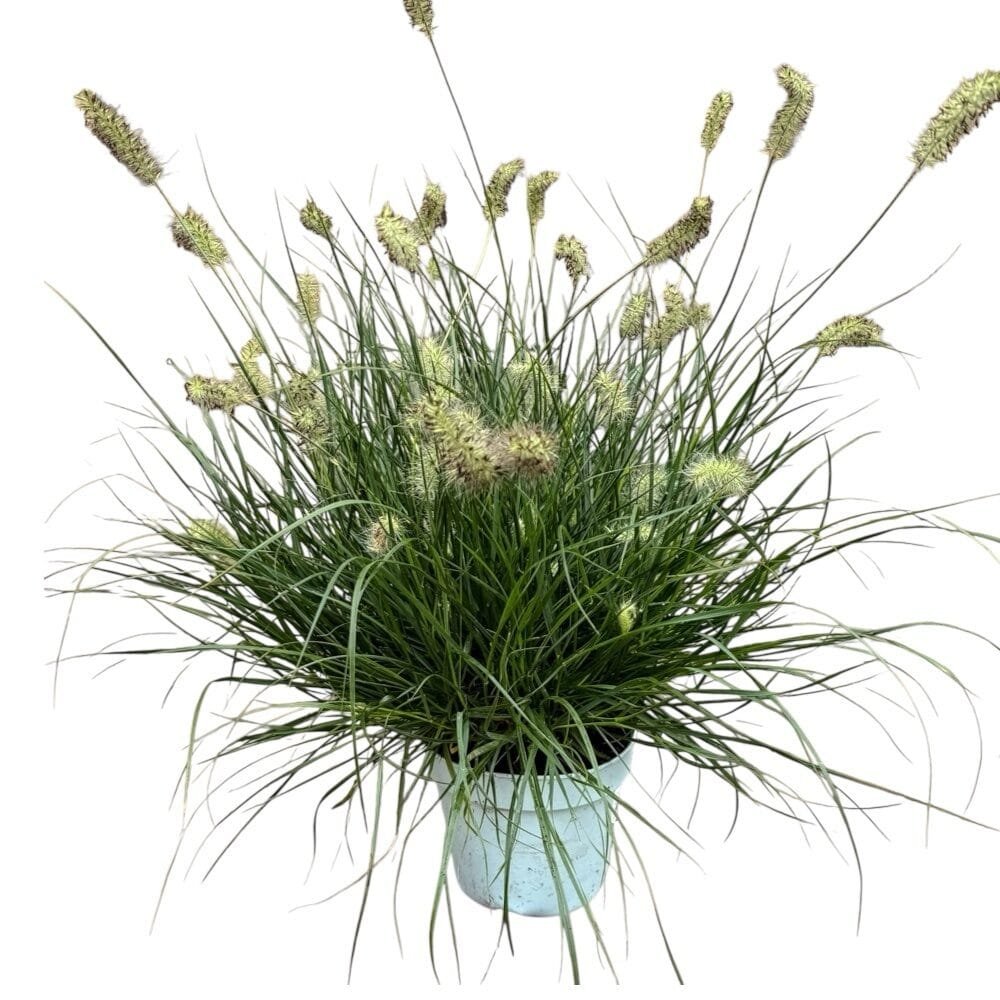 Little Bunny tollborzfű (Pennisetum alopecuroides 'Little Bunny')
