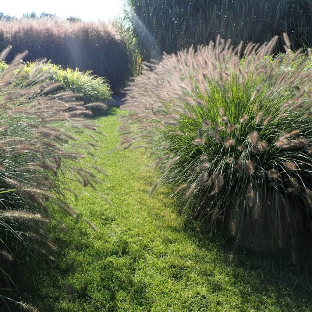 Little Bunny tollborzfű (Pennisetum alopecuroides 'Little Bunny')