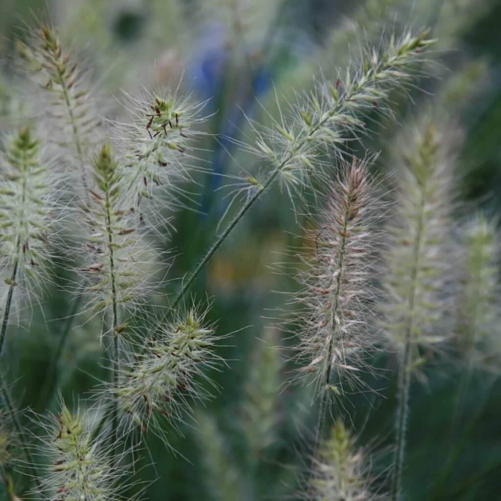Little Bunny tollborzfű (Pennisetum alopecuroides 'Little Bunny')