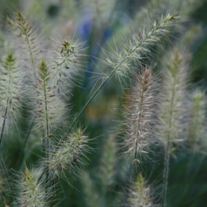 Little Bunny tollborzfű (Pennisetum alopecuroides 'Little Bunny')