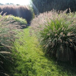 Little Bunny tollborzfű (Pennisetum alopecuroides 'Little Bunny')