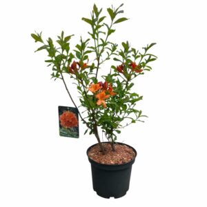 Lombhullató havasszépe, halvány narancssárga virágú (Rhododendron 'Barselick')