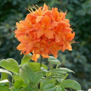 Lombhullató havasszépe, halvány narancssárga virágú (Rhododendron 'Barselick')