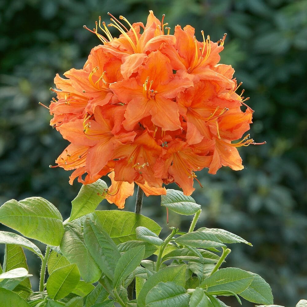 Lombhullató havasszépe, halvány narancssárga virágú (Rhododendron 'Barselick')