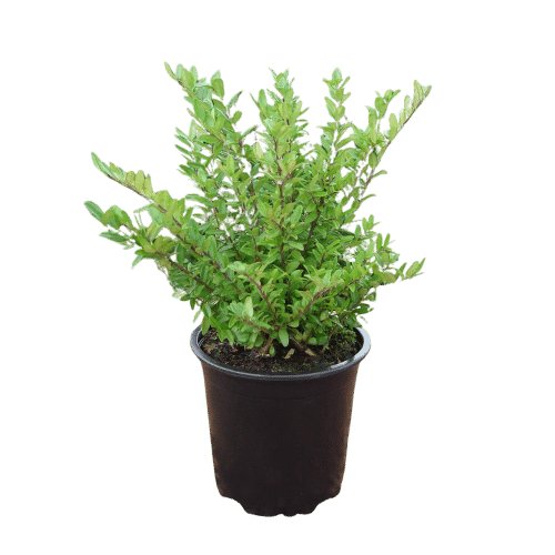 Lonicera nitida 'Red Tips'