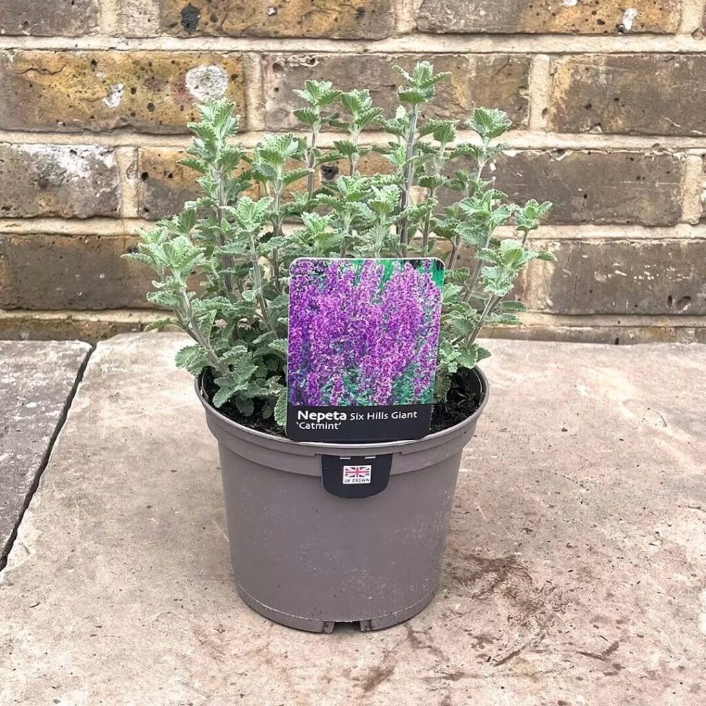 Macskamenta (Nepeta faassenii 'Six Hills Giant')