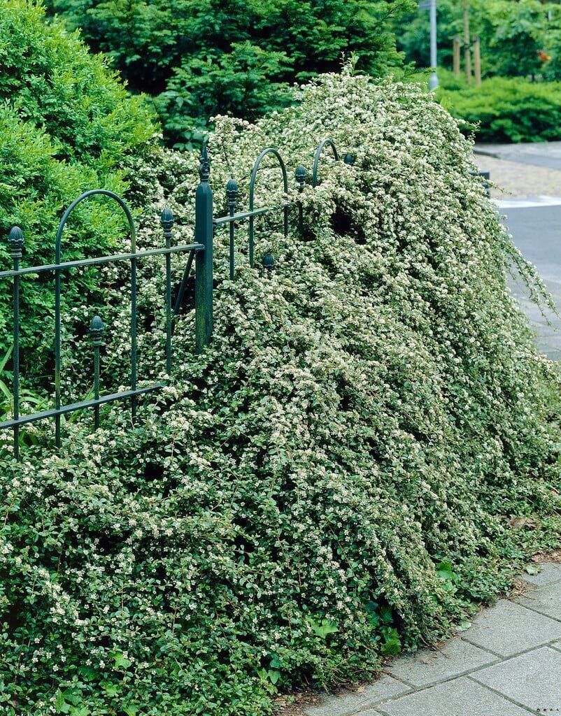 Madárbirs (Cotoneaster dammeri var. radicans)