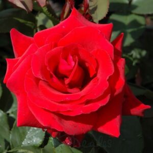 Magastörzsű csüngő rózsa (Rosa 'Csüngő Piros')