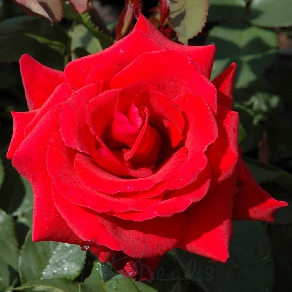Magastörzsű csüngő rózsa (Rosa 'Csüngő Piros')