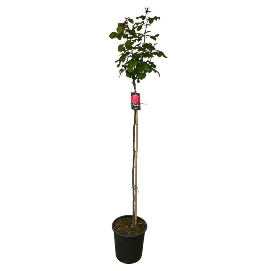 Magastörzsű rózsa (Rosa 'Columbus')