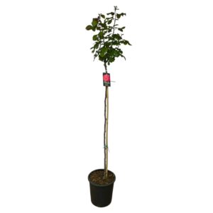 Magastörzsű rózsa (Rosa 'Columbus')
