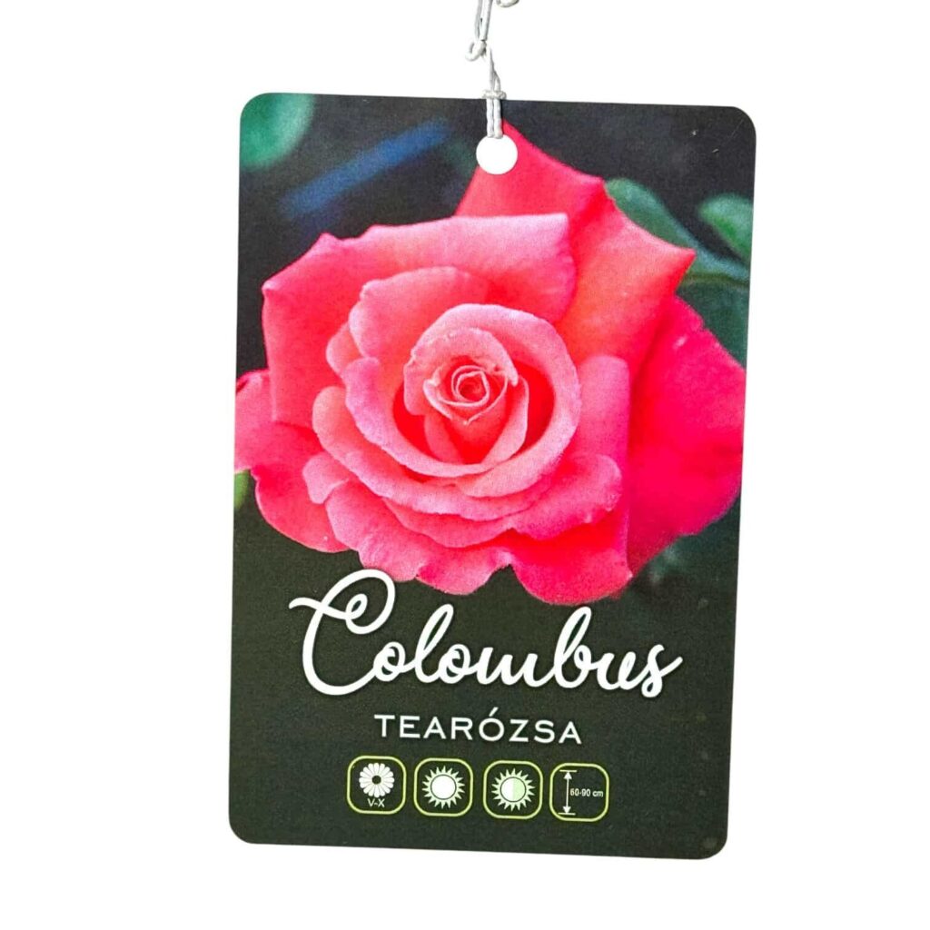 Magastörzsű rózsa (Rosa 'Columbus')