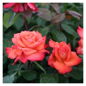 Magastörzsű rózsa (Rosa 'Columbus')