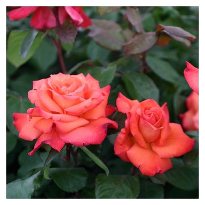 Magastörzsű rózsa (Rosa 'Columbus')