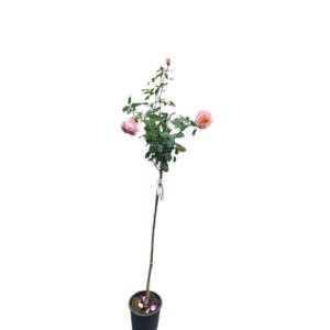 Magastörzsű rózsa (Rosa 'Consul')