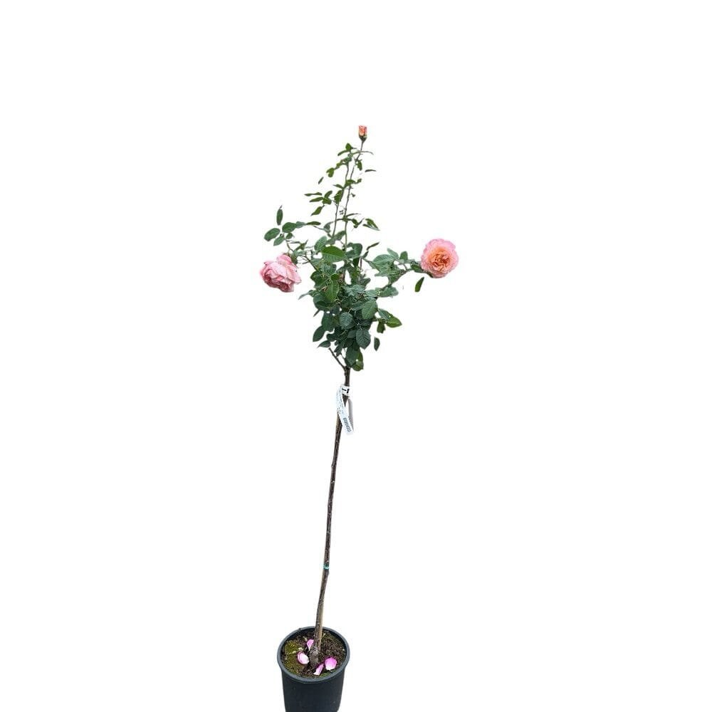 Magastörzsű rózsa (Rosa 'Consul')
