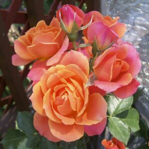 Magastörzsű rózsa (Rosa 'Consul')