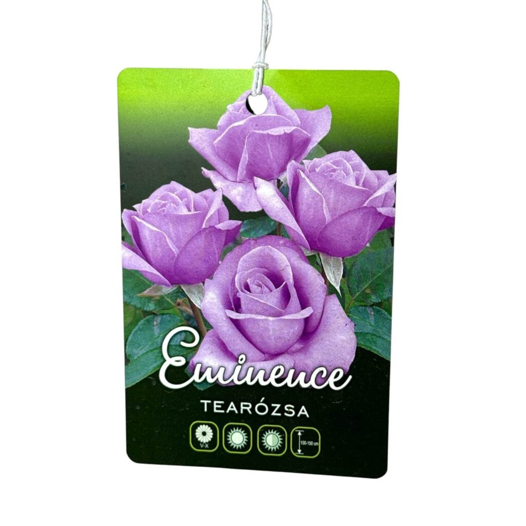 Magastörzsű rózsa (Rosa 'Eminence')
