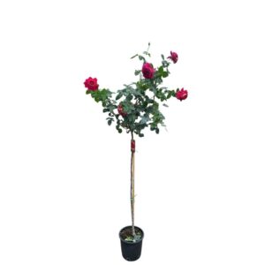 Magastörzsű rózsa (Rosa 'Kronenburg')
