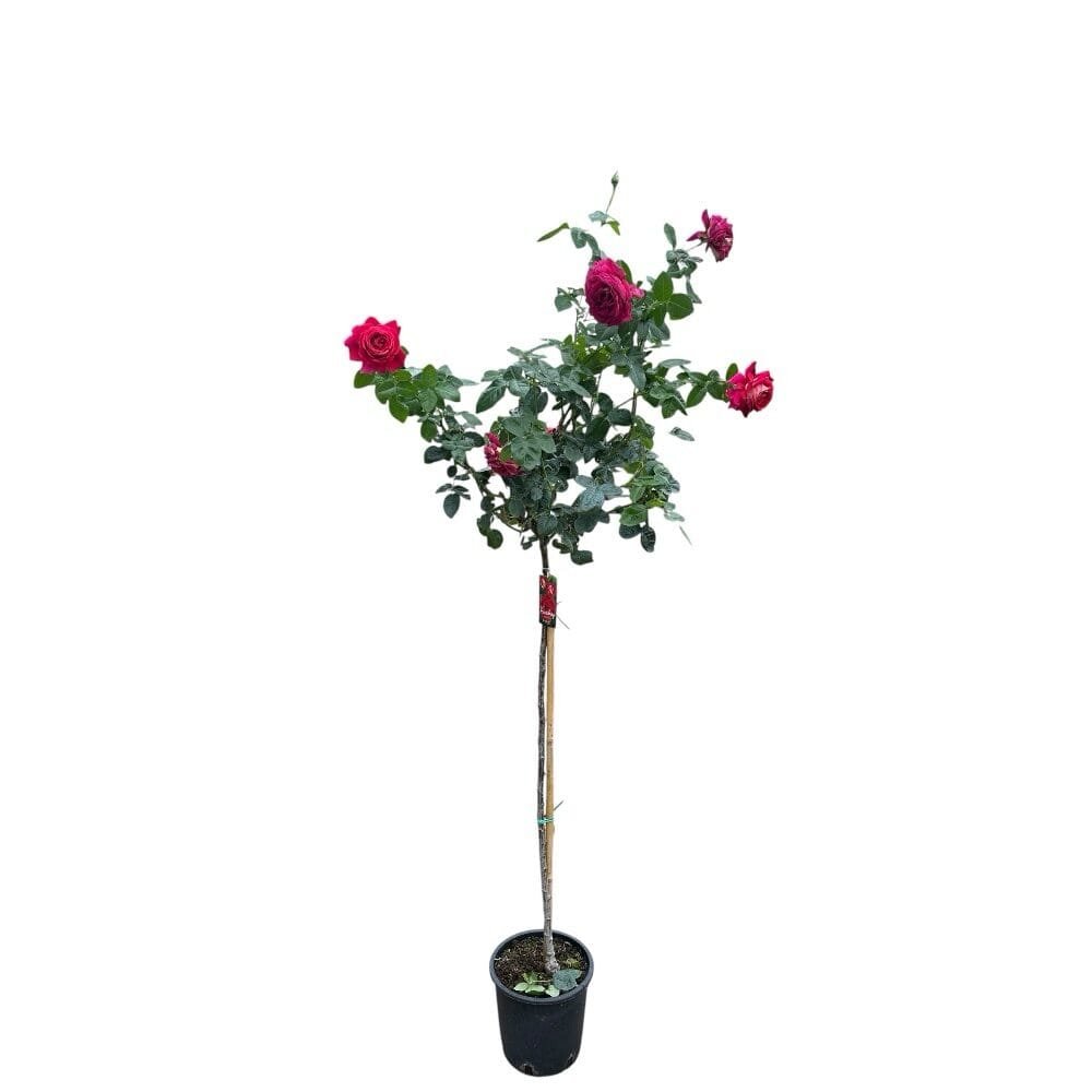 Magastörzsű rózsa (Rosa 'Kronenburg')