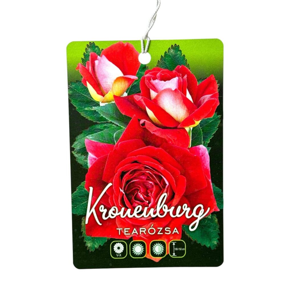Magastörzsű rózsa (Rosa 'Kronenburg')