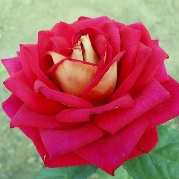 Magastörzsű rózsa (Rosa 'Kronenburg')